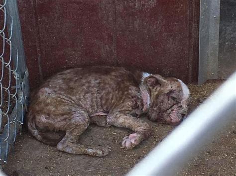 However, dog breeding practices are constantly changing and puppy mills/scams are still taking place. . Premierpups puppy mill